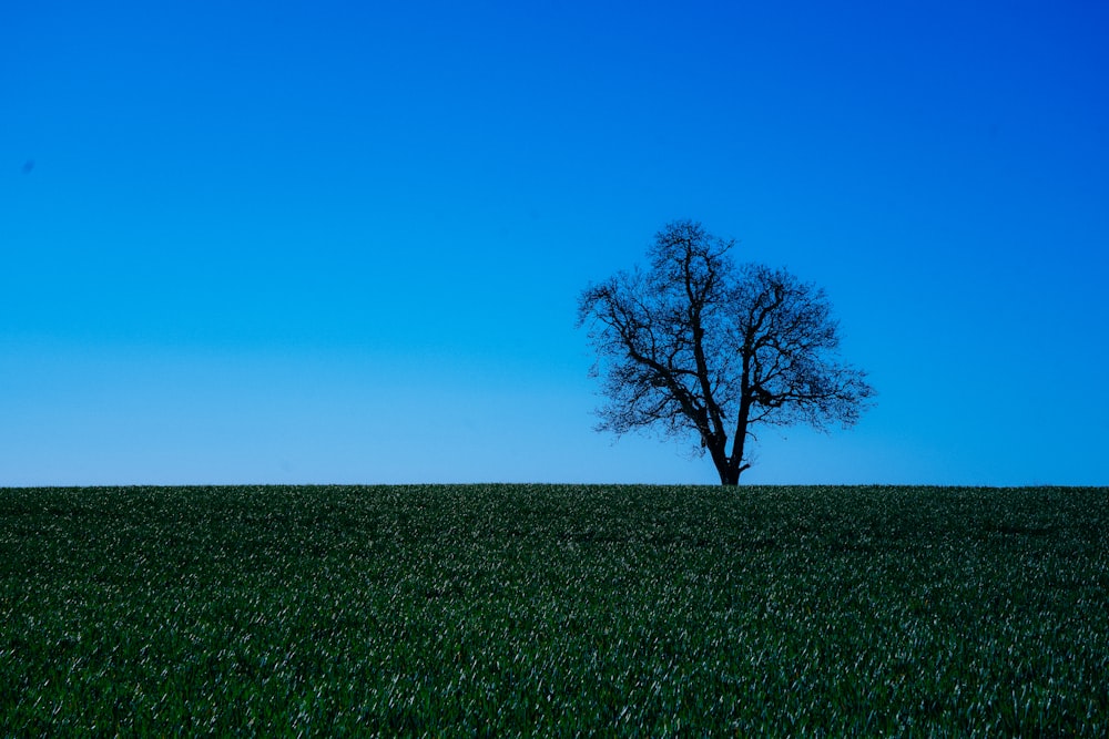 campo de grama verde com árvore sob o céu azul durante o dia