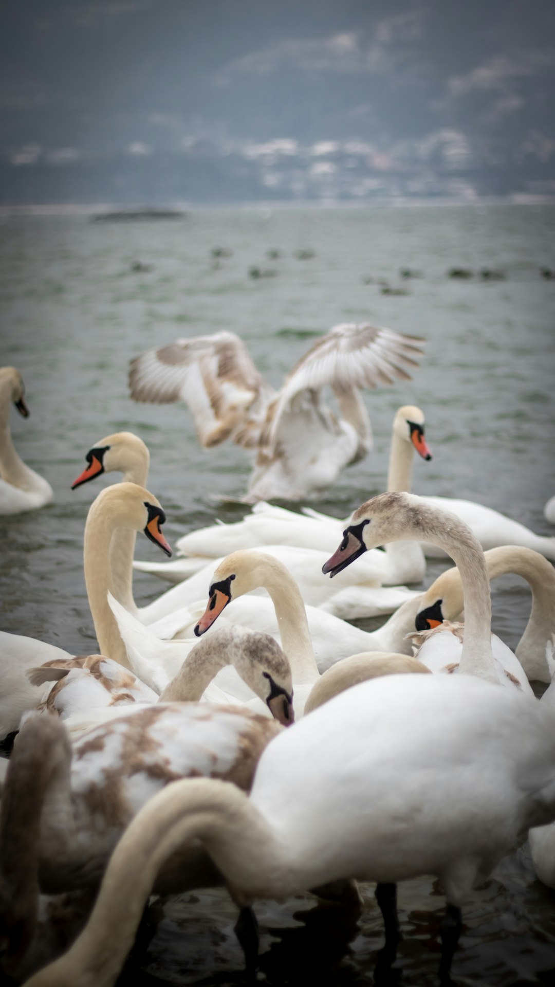 white swan on water during daytime