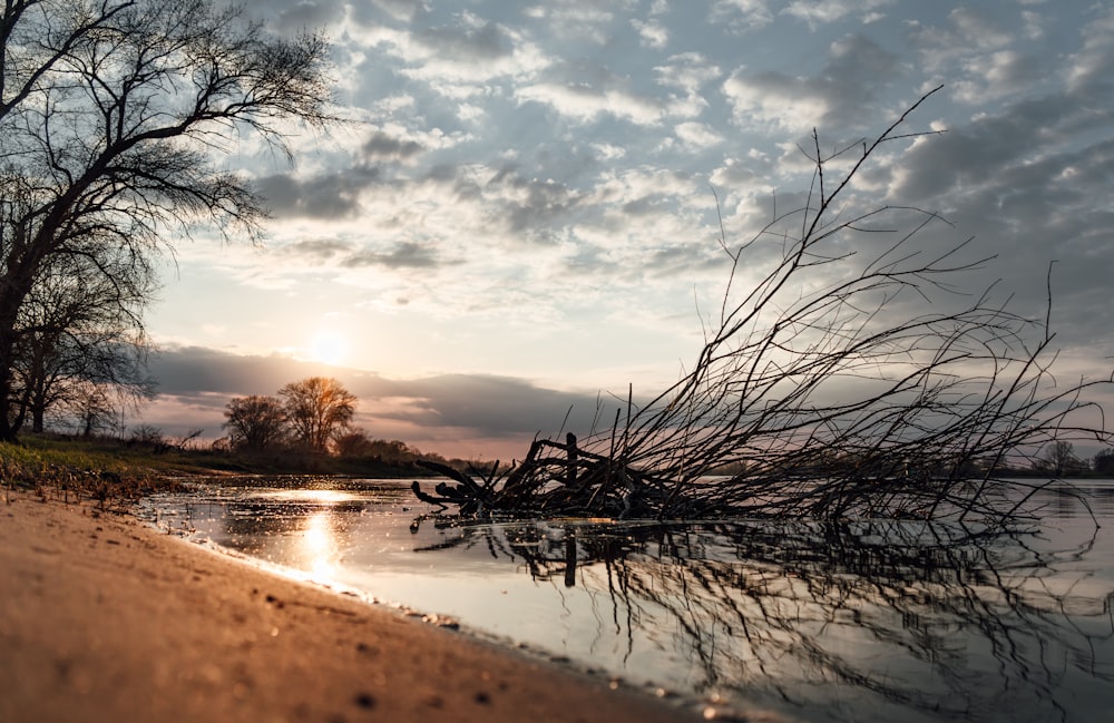 Arbre sans feuilles sur l’eau sous un ciel nuageux pendant la journée