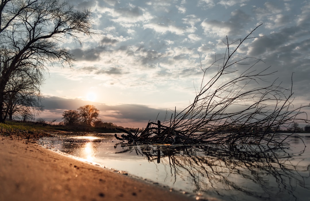 leafless tree on water under cloudy sky during daytime