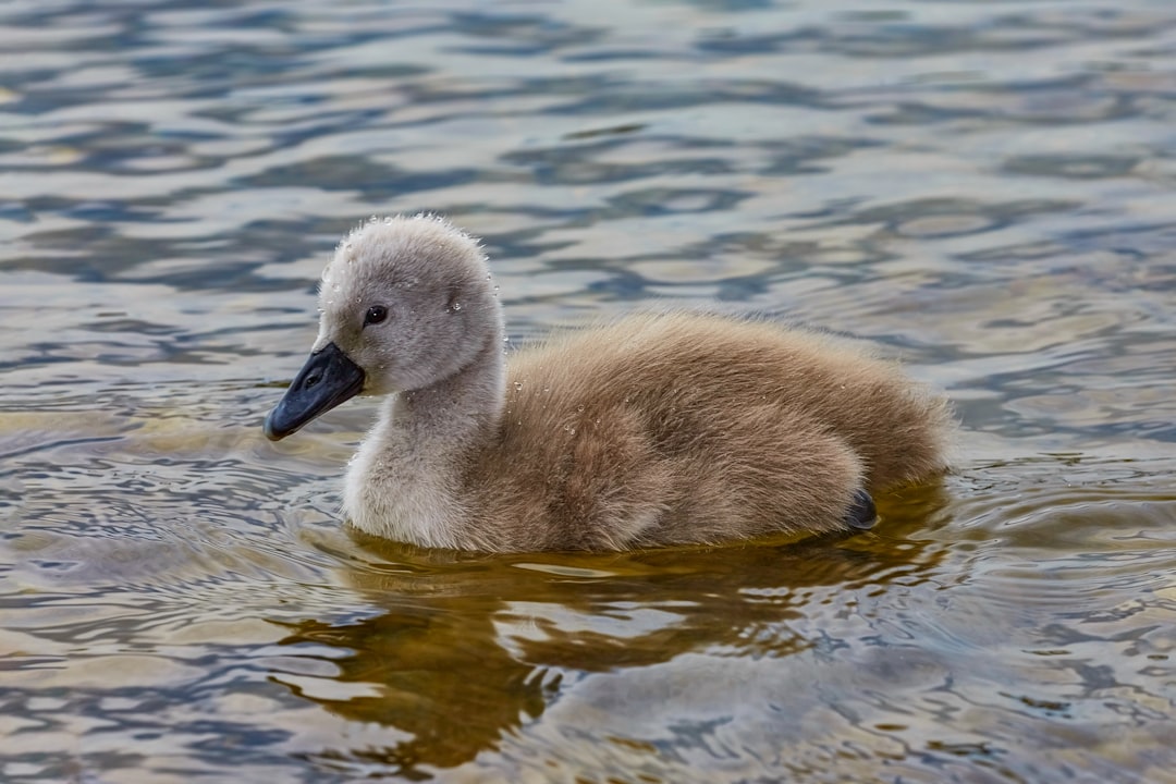 brown duck on water during daytime