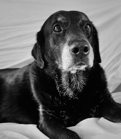 A close-up black-and-white photograph of an older black dog with gray fur around its muzzle and eyebrows. The dog is lying down on a light-colored fabric, gazing upward with a gentle, thoughtful expression.