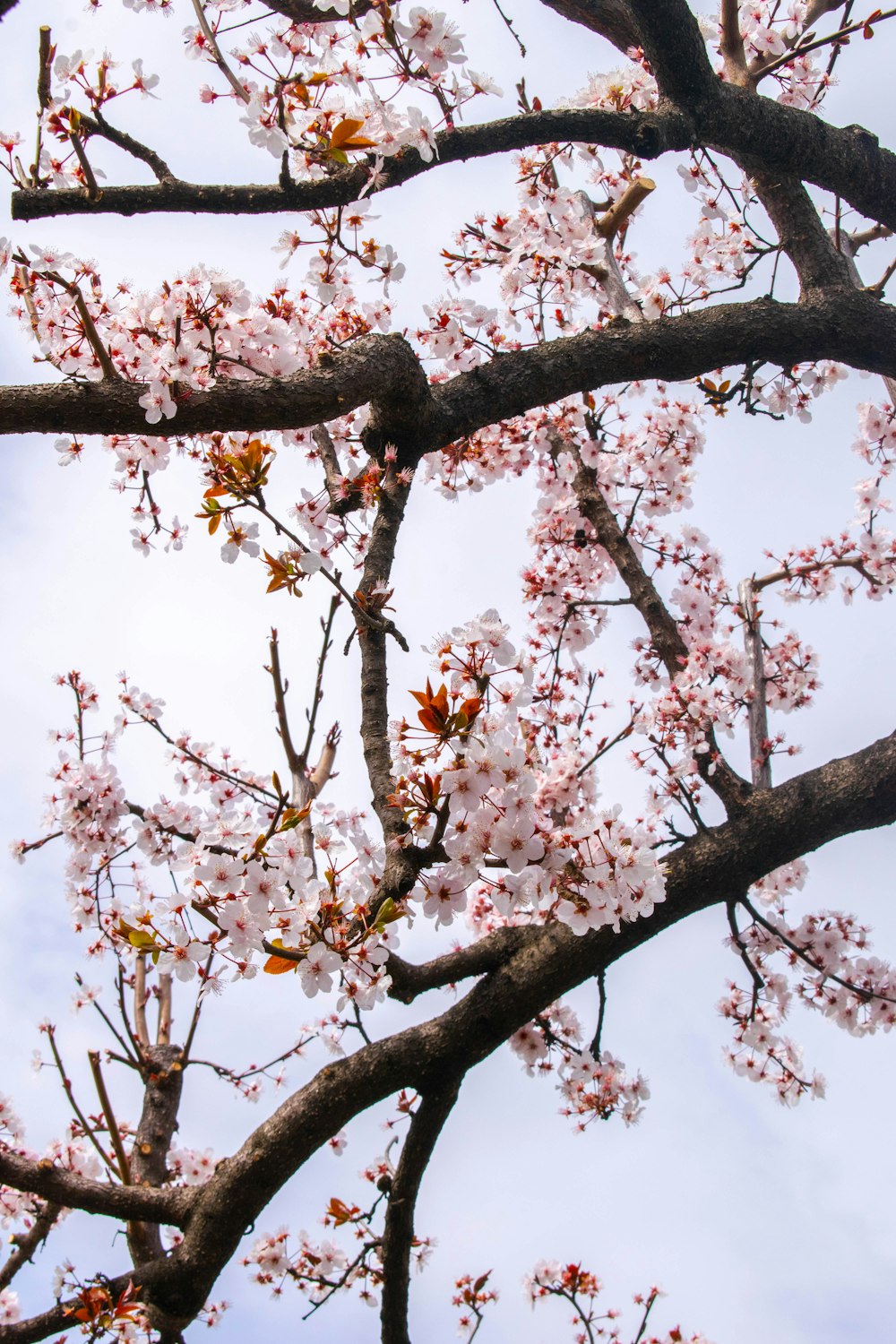 white cherry blossom tree during daytime