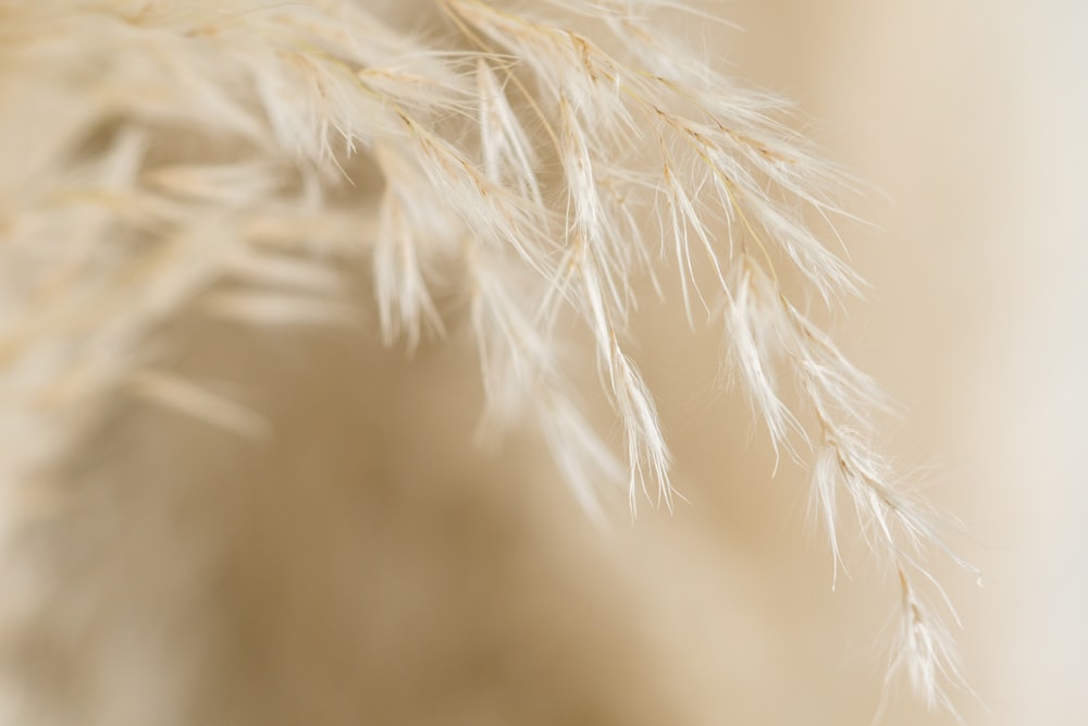 white feather in close up photography