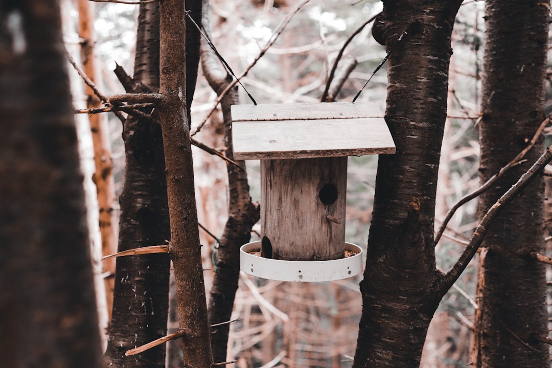 white wooden birdhouse on brown tree trunk