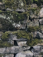 A close-up of ancient castle walls covered in moss, telling stories of the past.