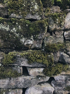 A close-up of ancient castle walls covered in moss, telling stories of the past.