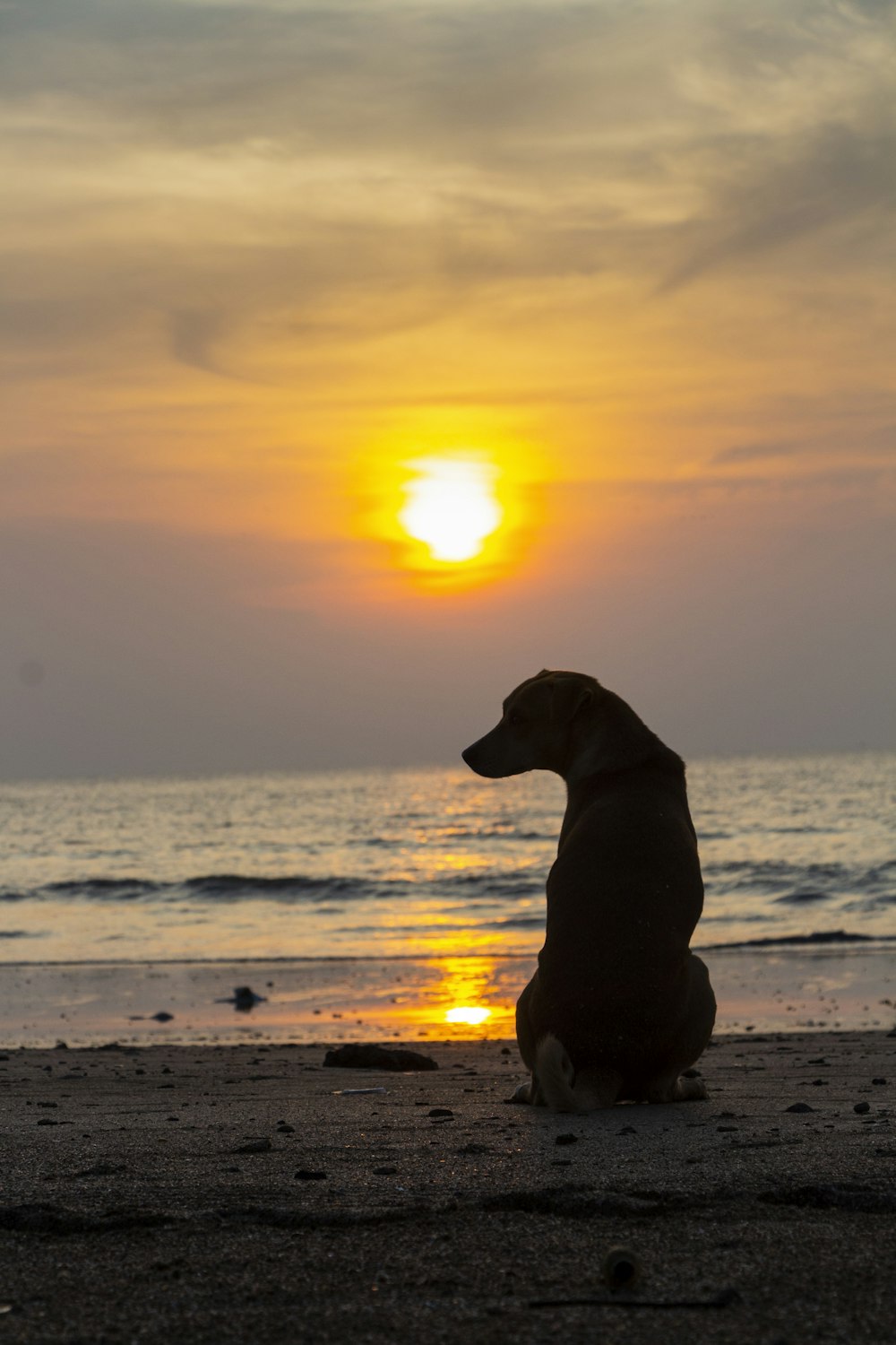 labrador retriever preto na praia durante o pôr do sol