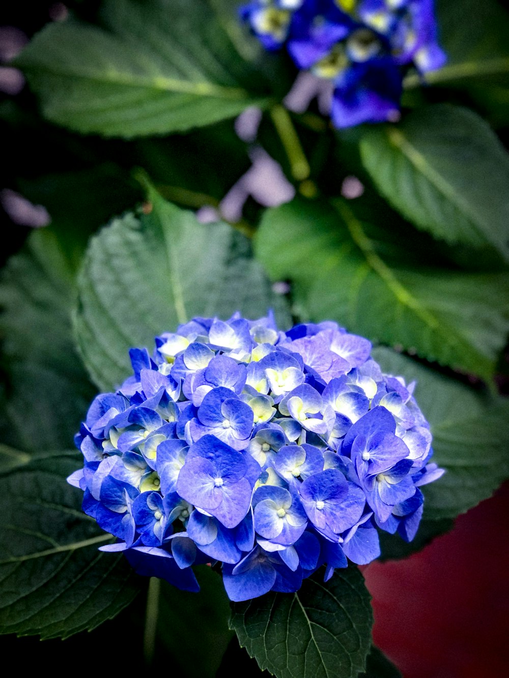 purple flower in macro shot