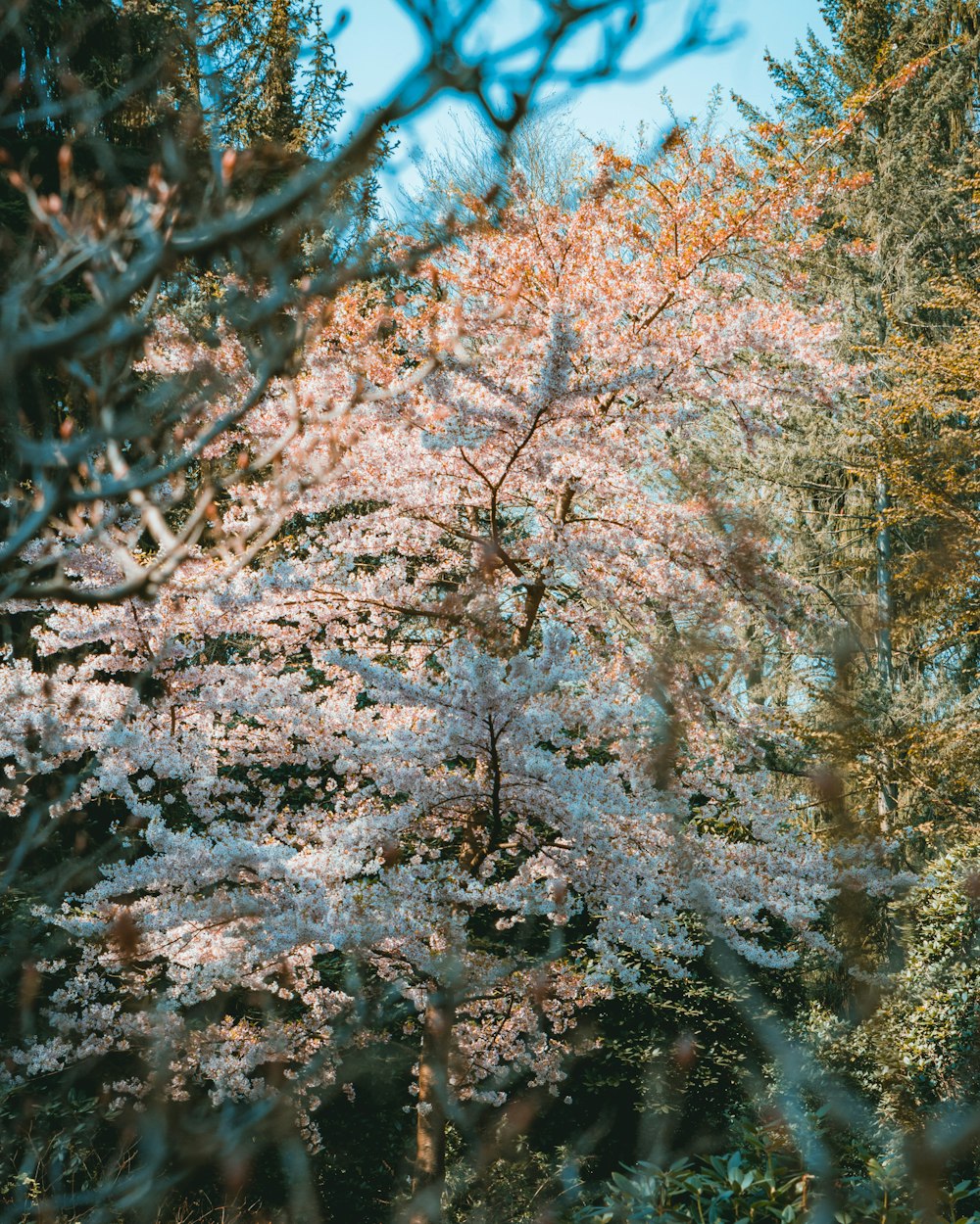 white and brown trees during daytime