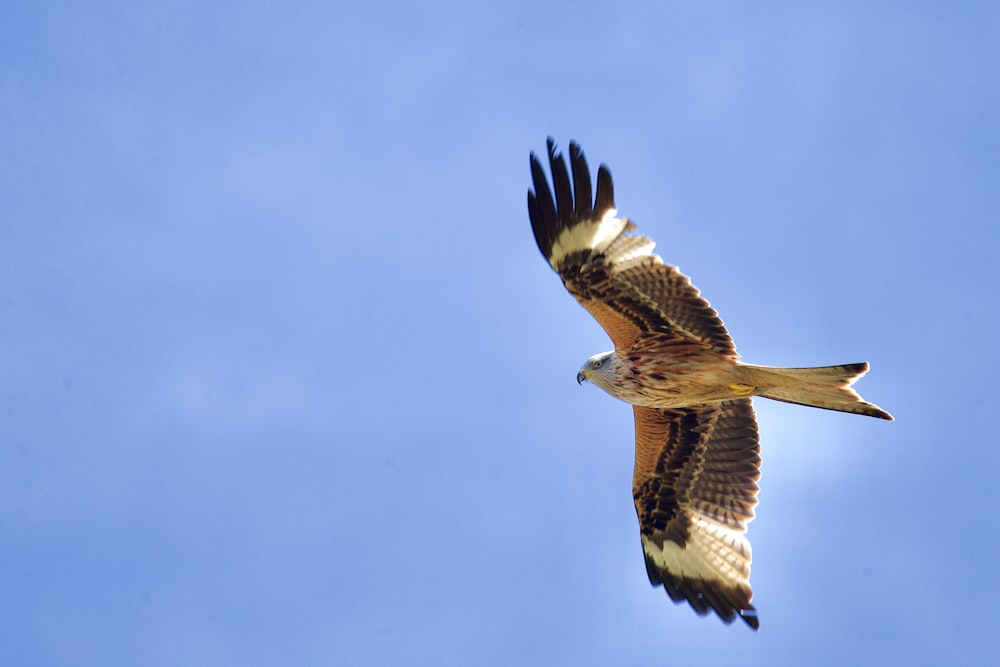 águila marrón y blanca volando bajo el cielo azul durante el día
