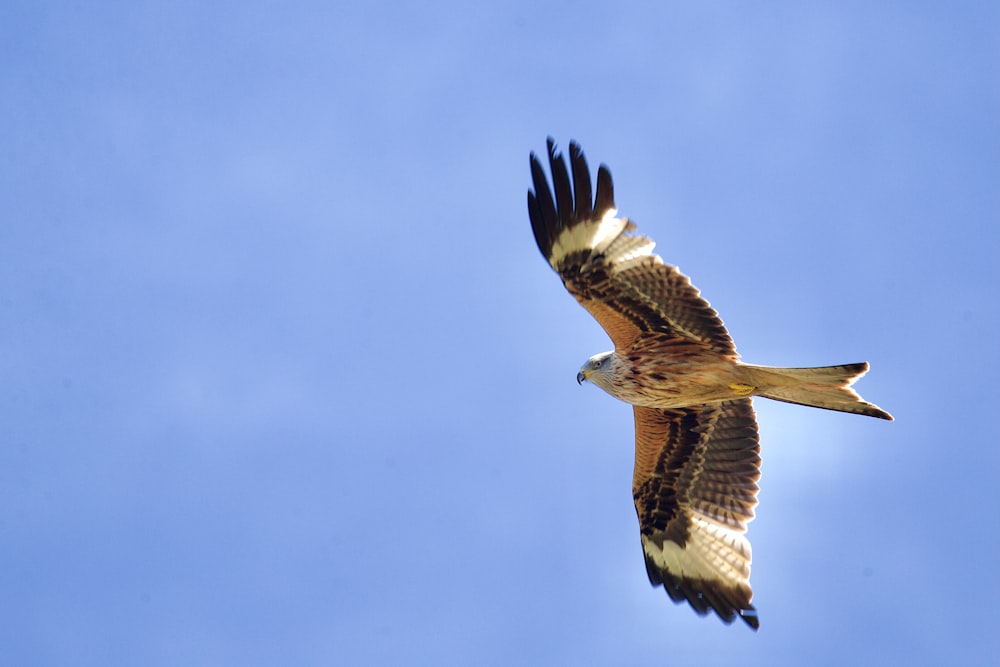 aquila marrone e bianca che vola sotto il cielo blu durante il giorno