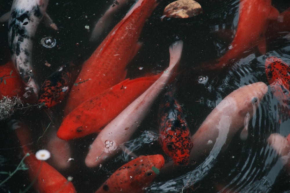 붉은색과 흰색 잉어 물고기