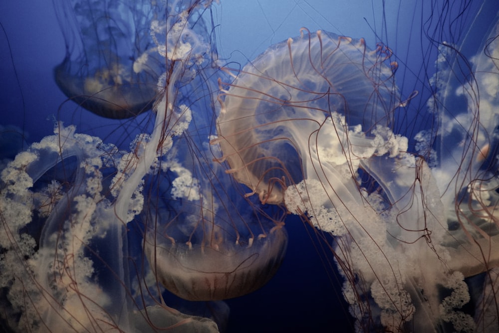 white and blue jellyfish in water