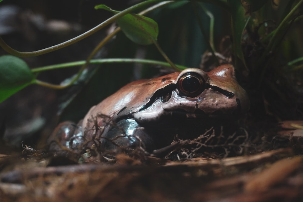 brown frog on green grass