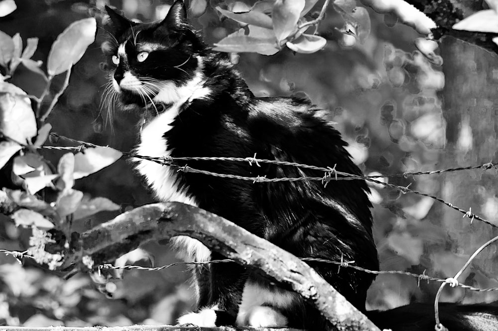 black and white cat on tree branch