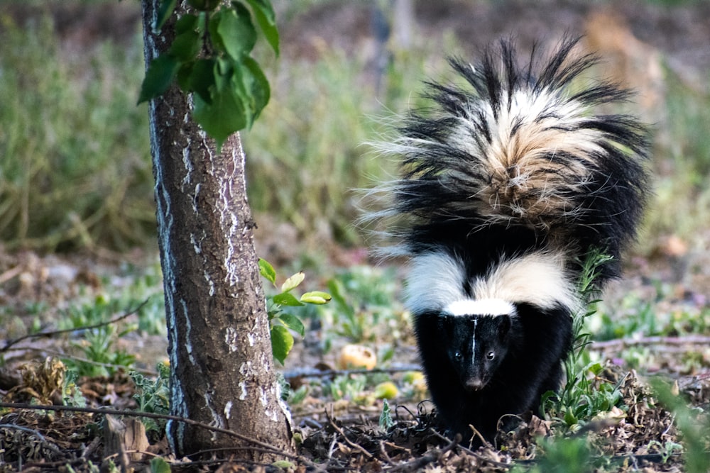 black and white animal on brown tree trunk during daytime