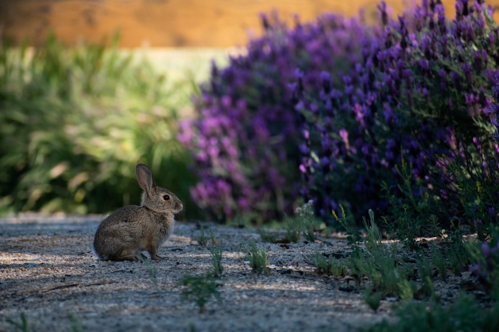 brown rabbit on green grass field during daytime