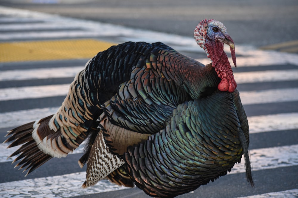a large turkey walking across a street next to a cross walk