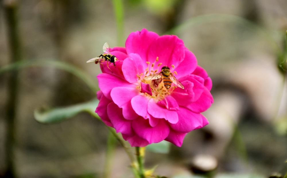 pink flower with bee on top