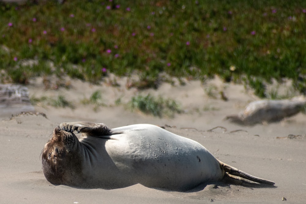 white and black seal on brown sand during daytime