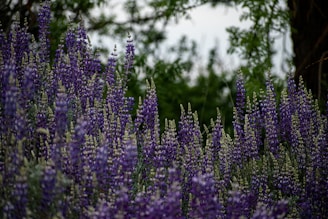 A lush field of tall, vibrant purple lupine flowers with some specks of lighter lavender shades. The flowers are densely packed, and their spikes extend upwards. A background of blurry green foliage suggests a natural, outdoor setting.