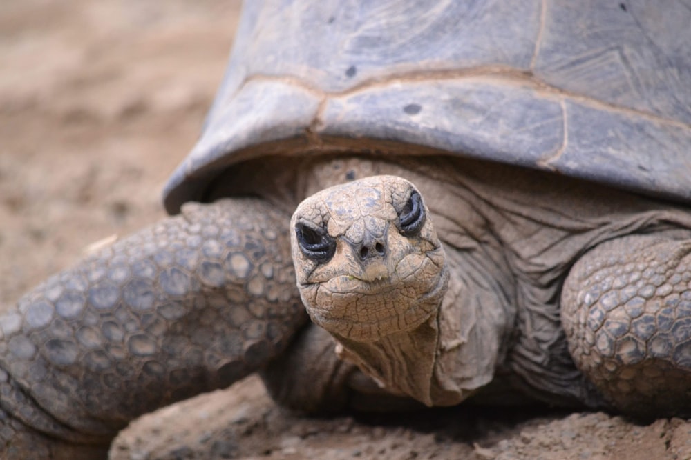 brown and black turtle on brown sand during daytime