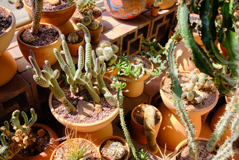 Plantas de cactus verdes en macetas de barro marrón