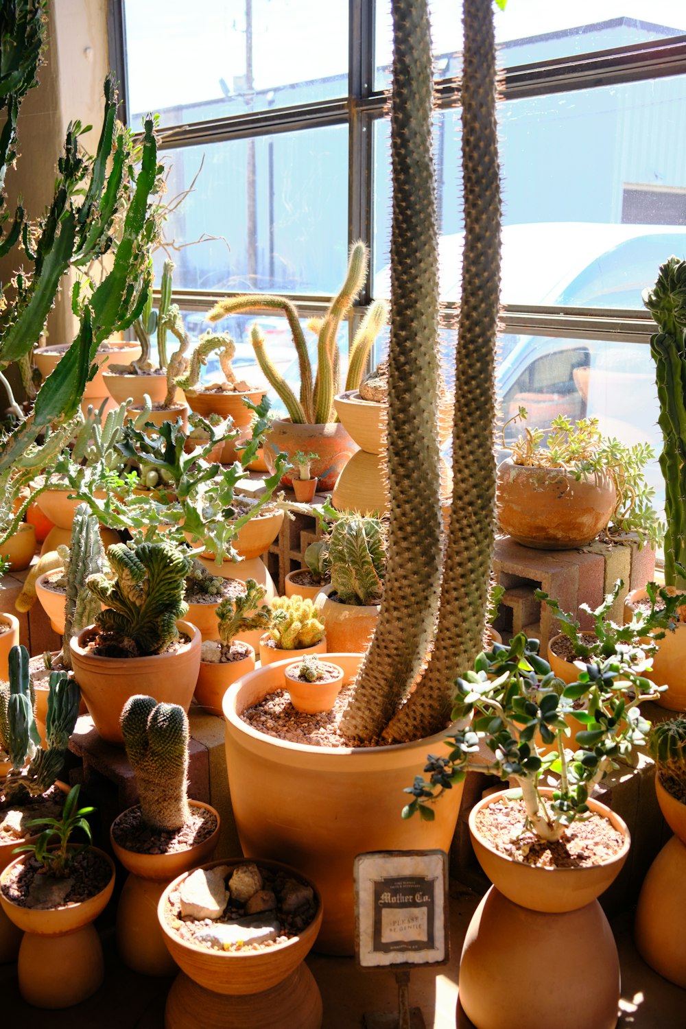 Plantas de cactus en macetas de barro marrón