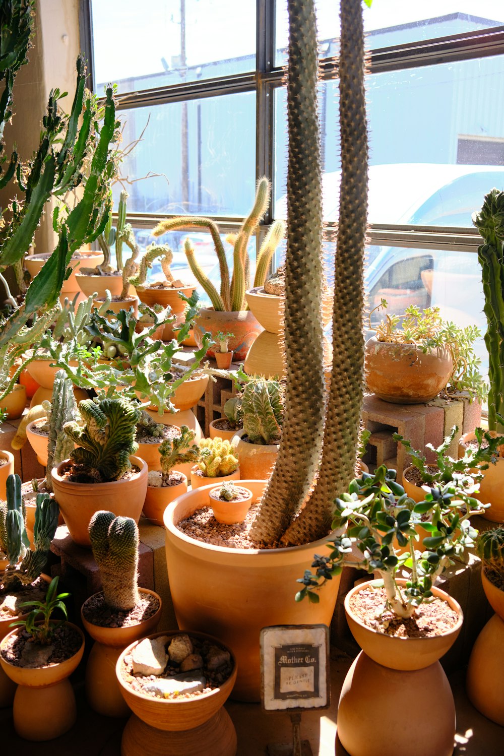 cactus plants on brown clay pots