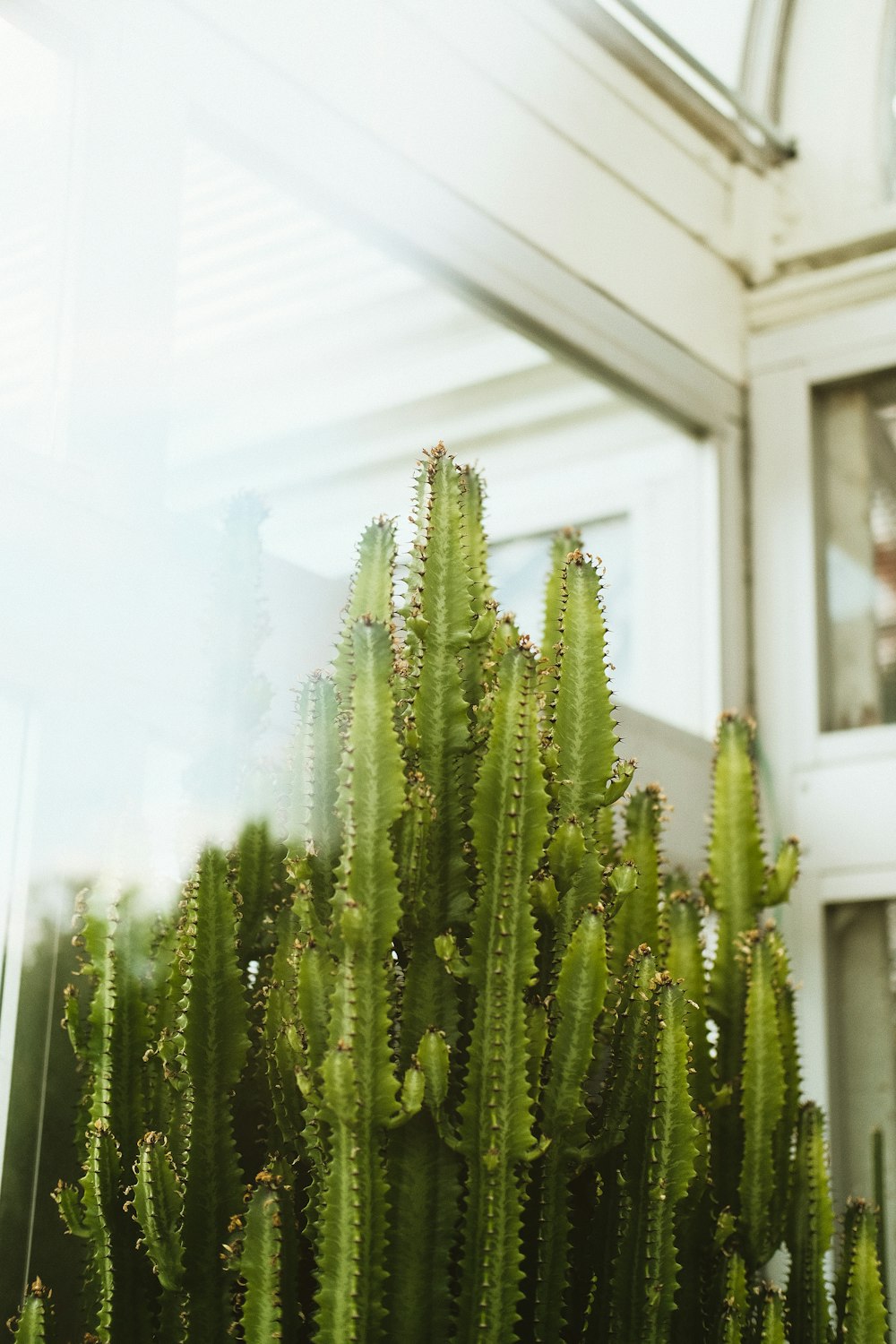 green plant in front of white window