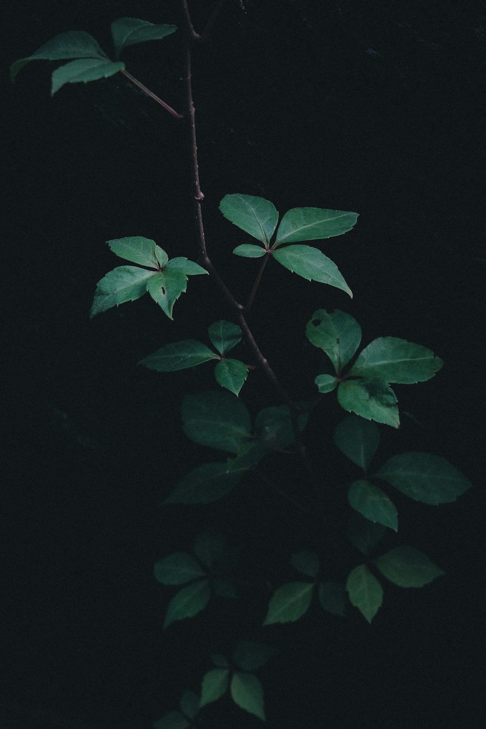 green leaves on black background