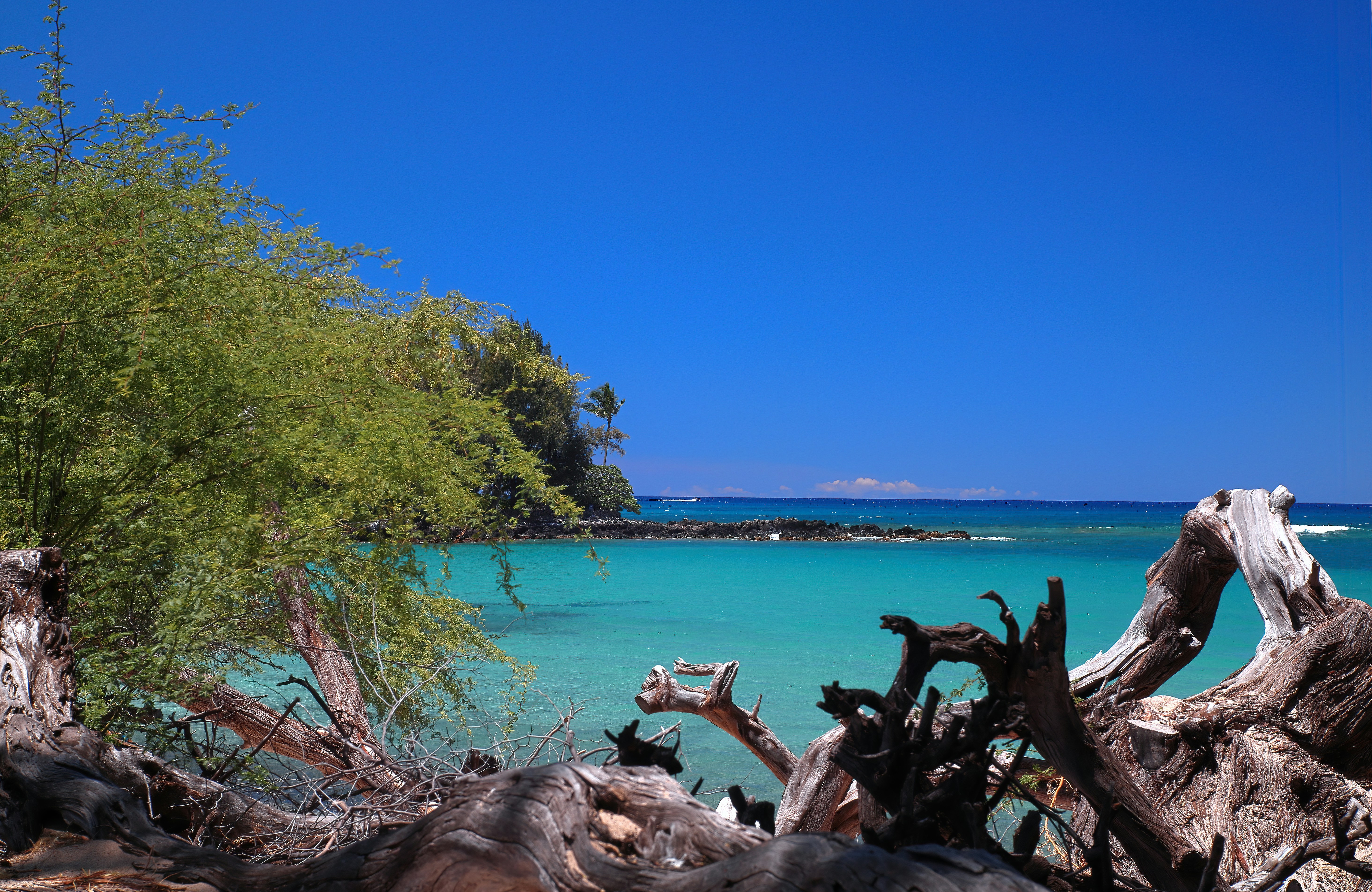 green trees near body of water during daytime