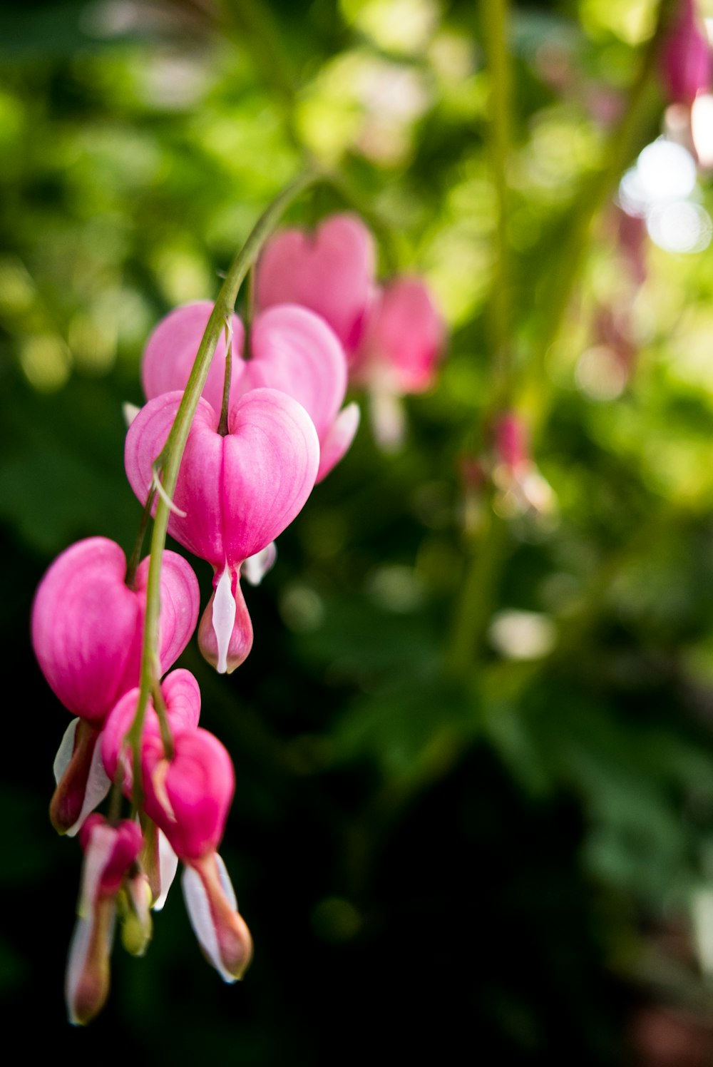 pink flower in tilt shift lens