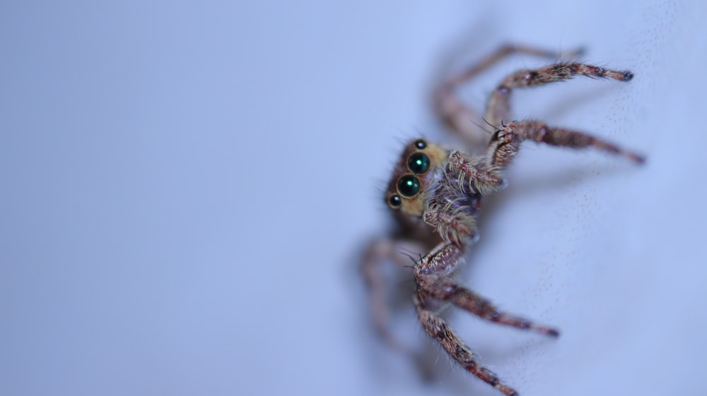 brown and black jumping spider
