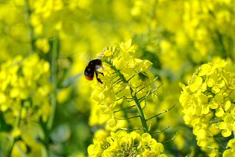 abeille noire et jaune sur fleur jaune pendant la journée