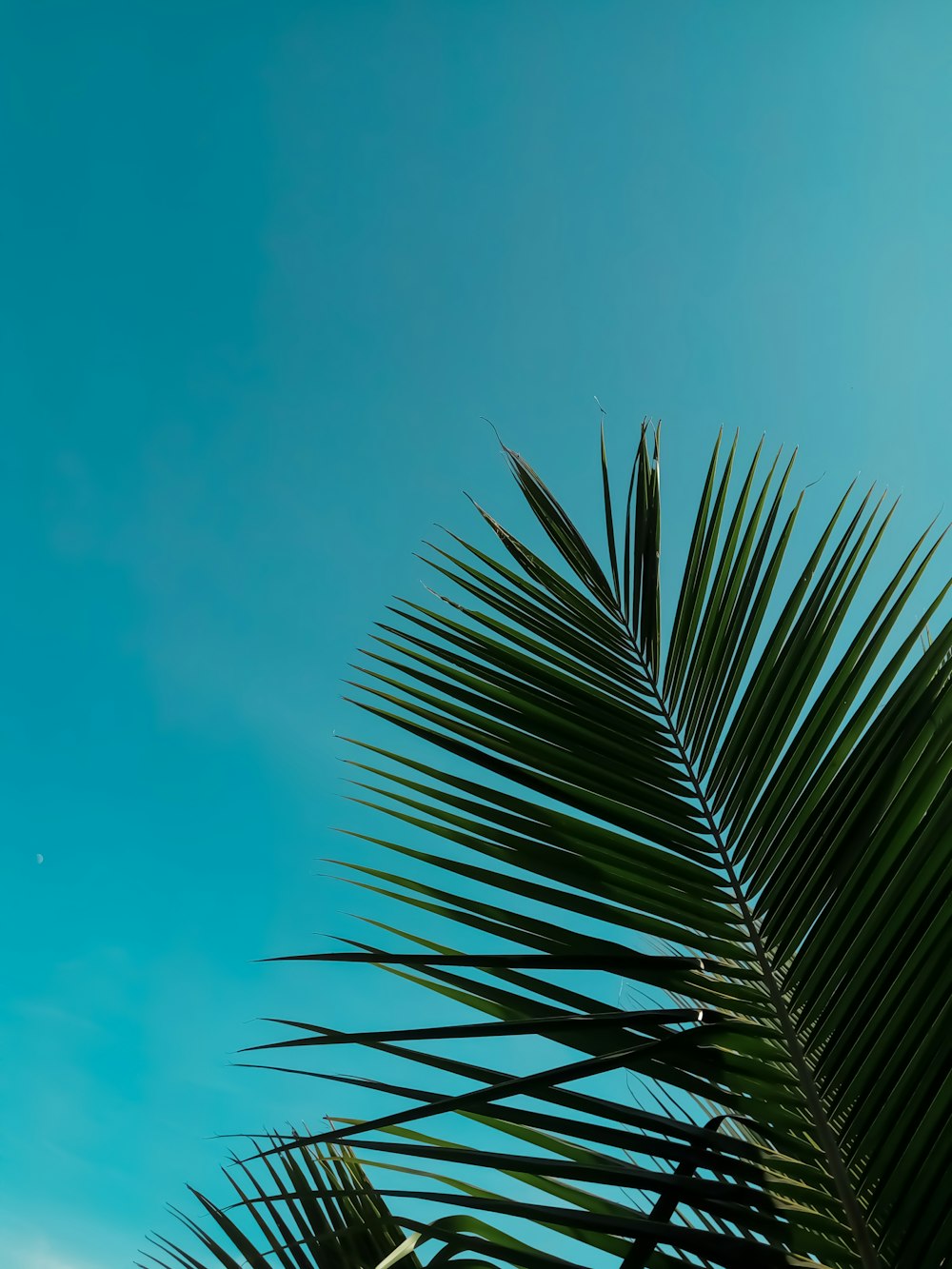 green palm tree under blue sky during daytime