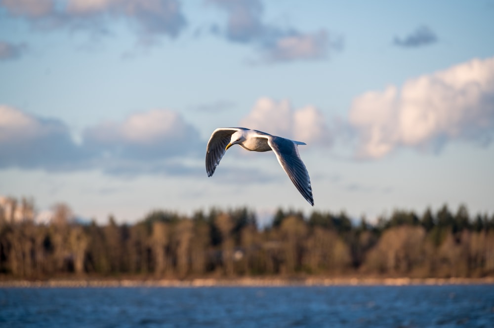 white and black bird flying over the sea during daytime