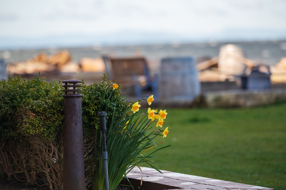 yellow flowers on brown wooden pot