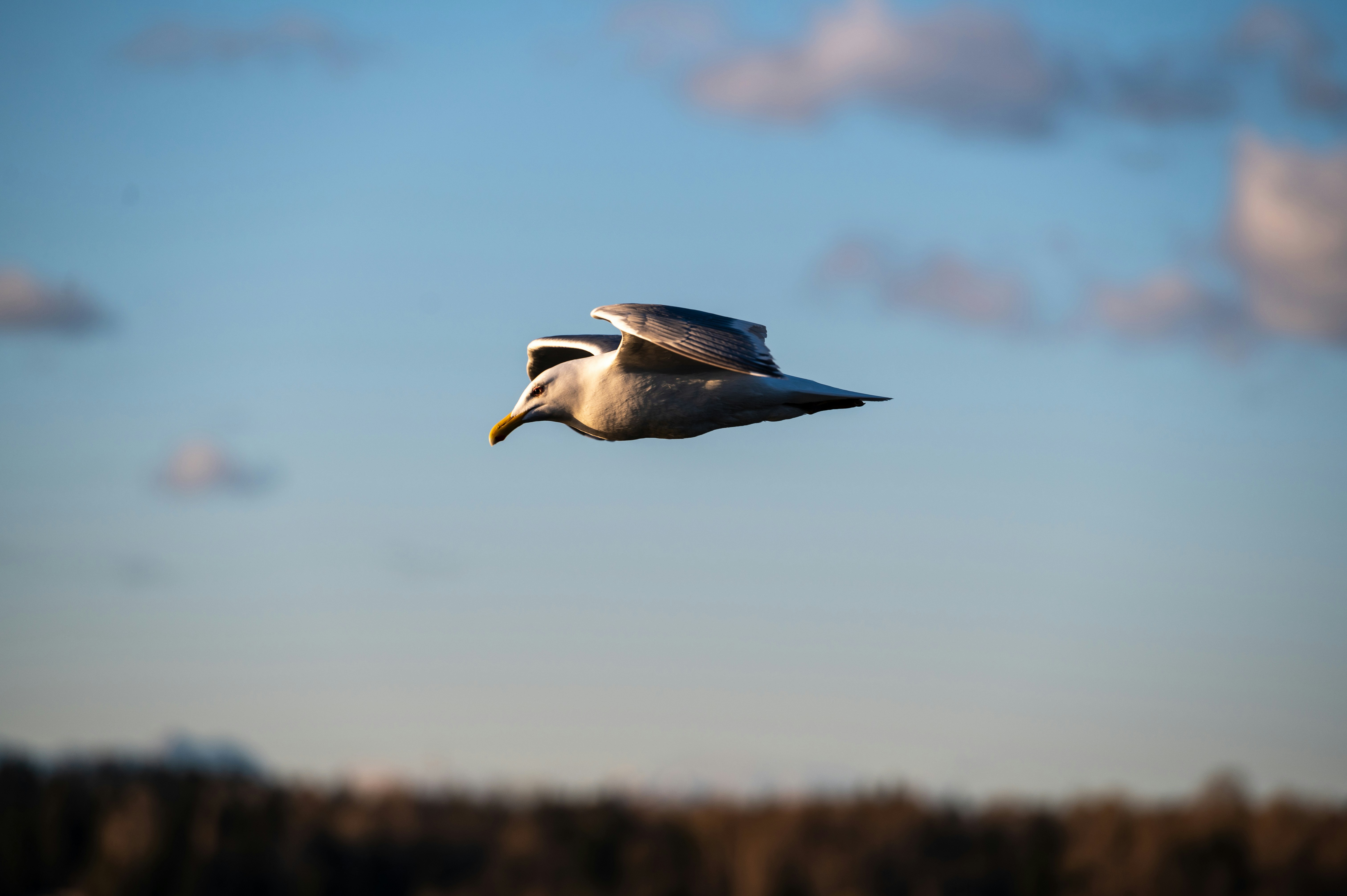 white and black bird flying under blue sky during daytime