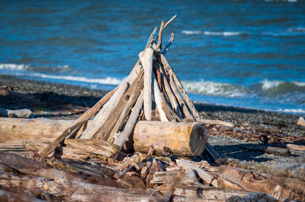 brown wood log on beach shore during daytime