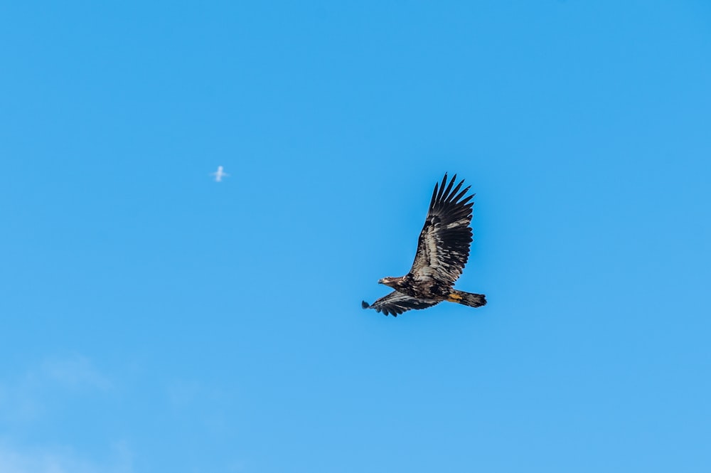 black and white eagle flying under blue sky during daytime