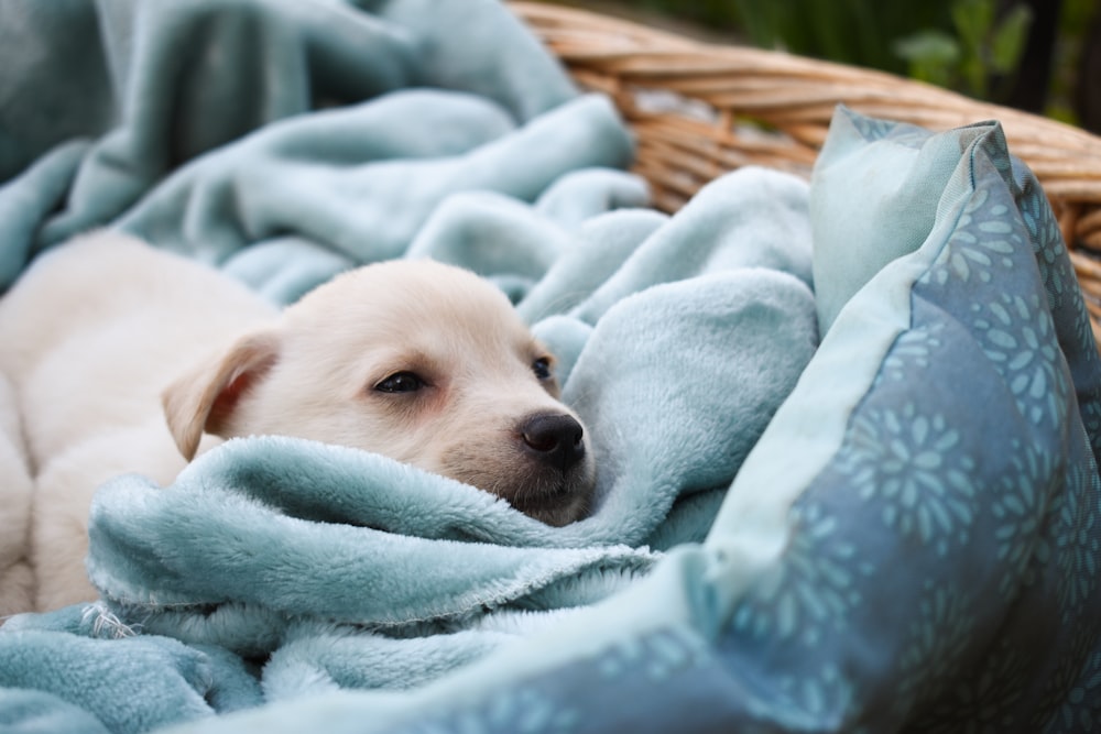 青い毛布で覆われた白いショートコートの子犬