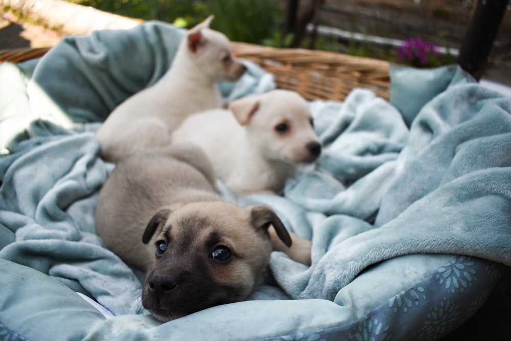 white and brown short coated puppy on blue textile