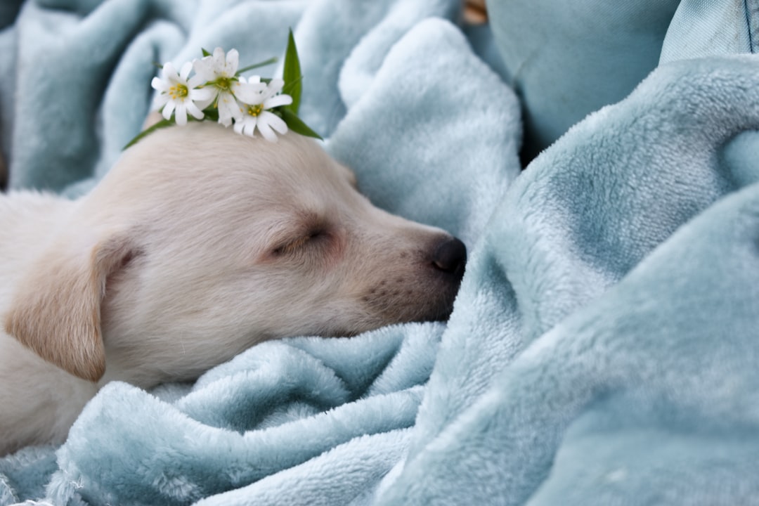  white short coated dog on white textile blanket