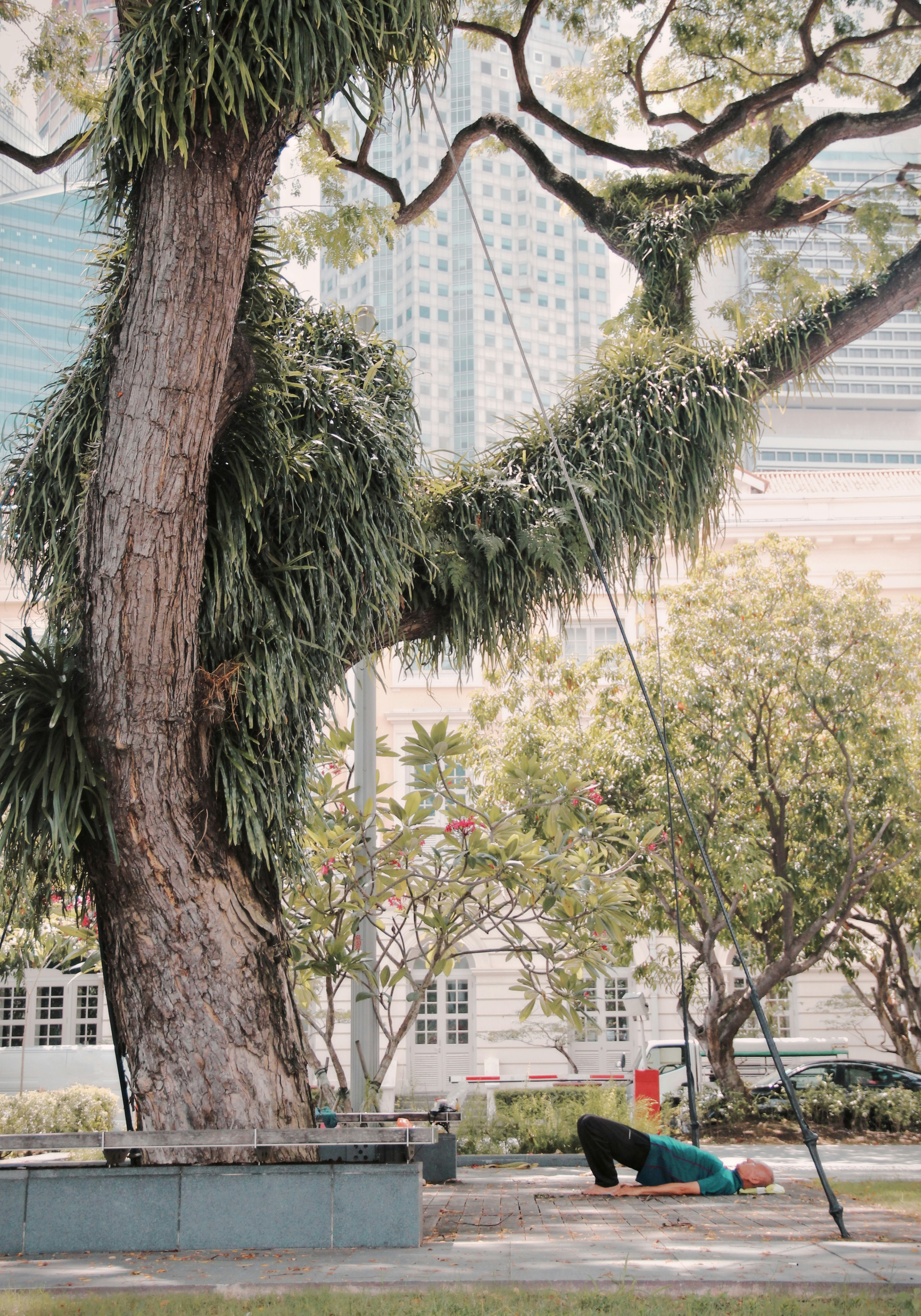 green and brown tree near white concrete building during daytime