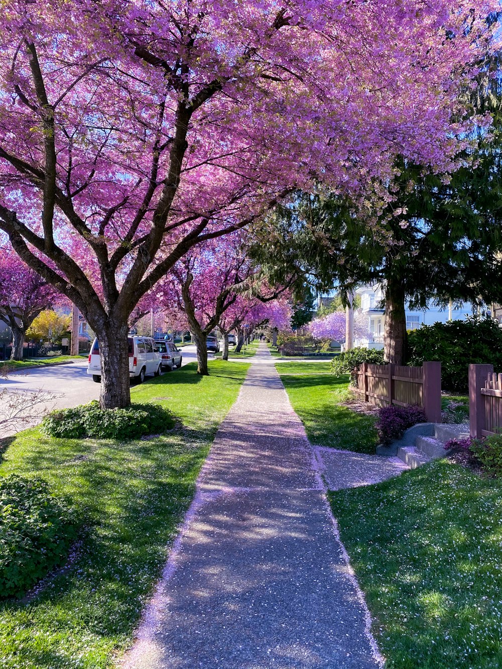 pink and green trees on green grass field during daytime