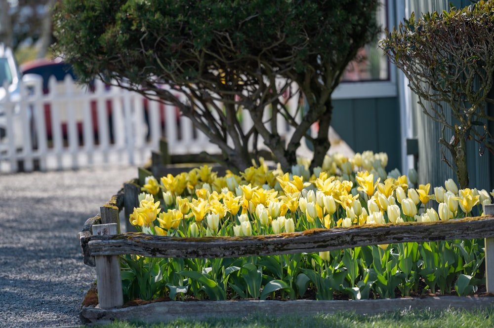 yellow daffodils in bloom during daytime