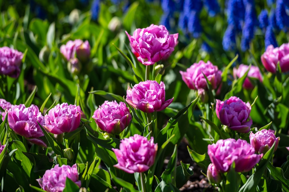 pink flowers in tilt shift lens