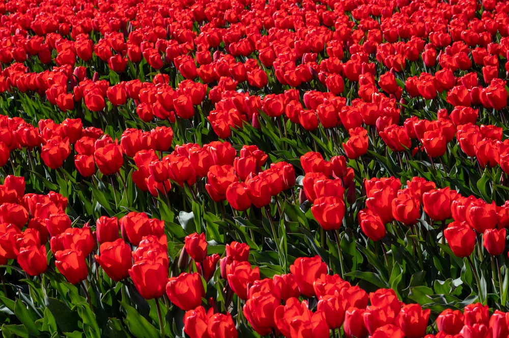 red flowers with green leaves